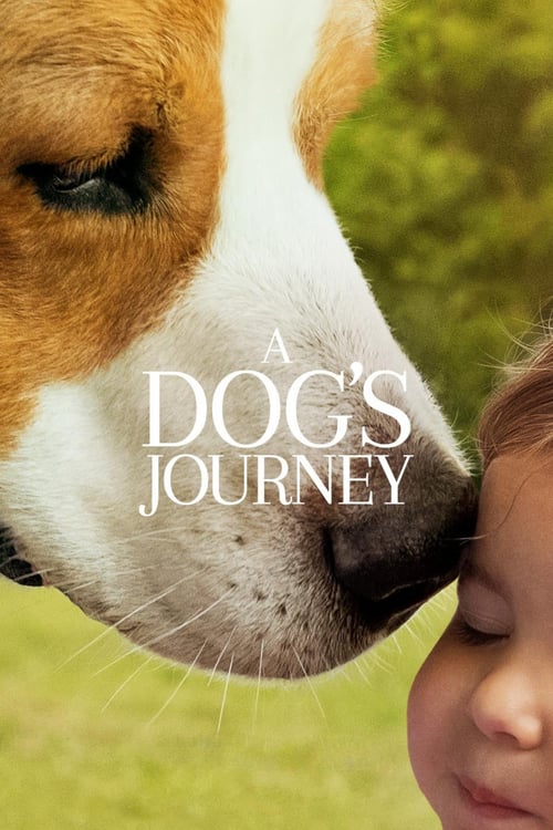 a dogs journey