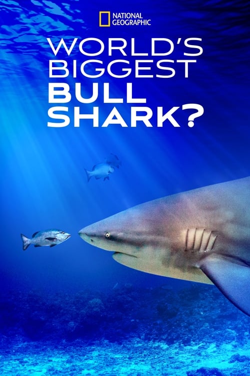 worlds biggest bull shark